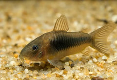 Bronze Corydoras