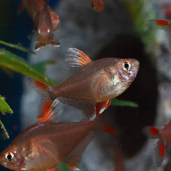Rosy Tetra