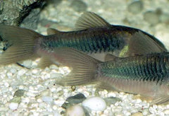 Bronze Corydoras