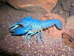 Electric Blue Crawfish