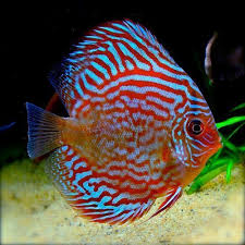 Super Red Turquoise Discus