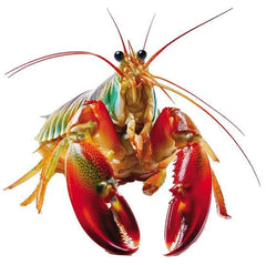Boxing Shrimp