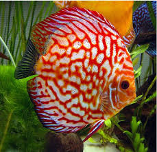 Super Red Pigeon Blood Discus