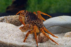 Panther Crab