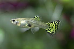 Guppy Female Cobra Green