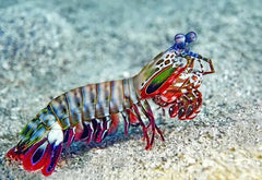 Boxing Shrimp