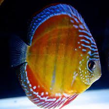 Super Red Brown Discus