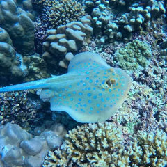 Blue Spotted Ray