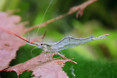 Pinnochio Shrimp
