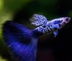 Guppy Female Blue Sapphire Neon
