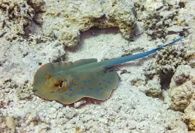 Blue Spotted Ray