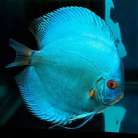 Blue Discus