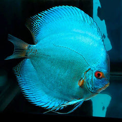 Blue Discus
