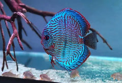 Blue Discus