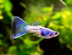 Guppy Blue Sapphire Neon