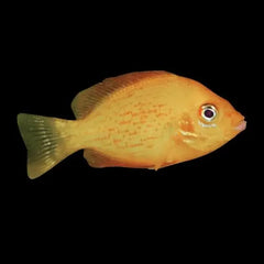 Red Chromide Cichlid