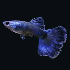 Guppy Blue Sapphire Neon