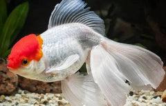 Red Oranda Goldfish