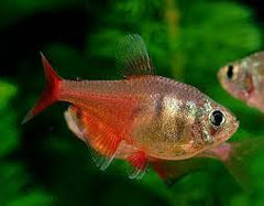 Von Rio Flame Tetra