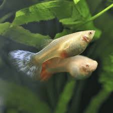 Guppy - Luminux White