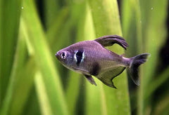Black Phantom Tetra