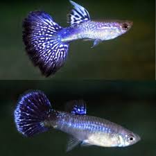 Guppy - Blue Berry