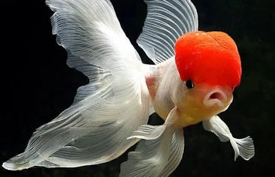 Red Oranda Goldfish