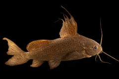 Synodontis Lace Catfish