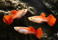 Guppy Blonde Rainbow