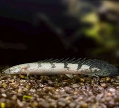 Delhezi Polypterus
