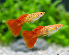Guppy Blonde Cobra