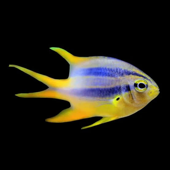 Black & Gold Chromis