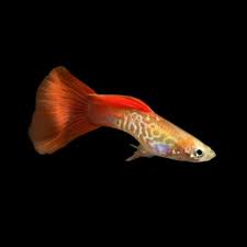 Guppy Blonde Cobra