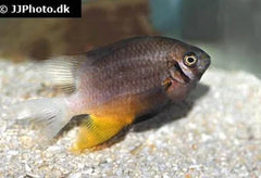 Black & Gold Chromis