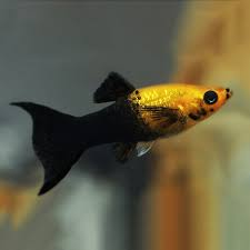 Guppy - Black Lyre Tail