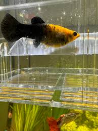Guppy - Black Lyre Tail