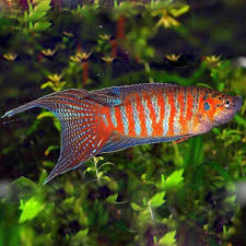Gourami Blue Paradise