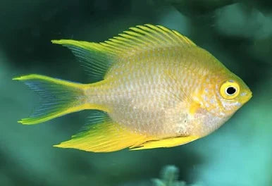 Lemon Damsel