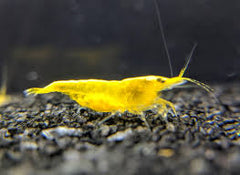 Golden Crossback Shrimp