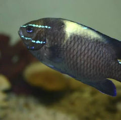Neon Velvet Damsel