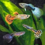 Guppy Breeder Colony Pack