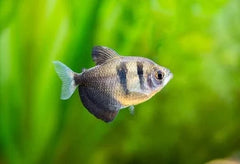 Black Skirt Tetra