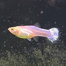 Guppy - Luminux White