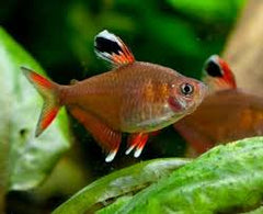 Candy Cane HY511 Tetra