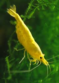 Golden Crossback Shrimp