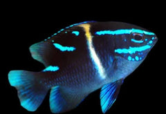 Neon Velvet Damsel