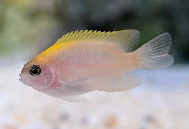 Pink Damsel