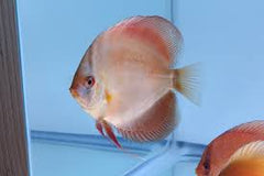 Ghost Discus