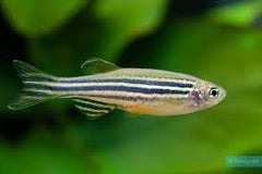 Danio Zebra Short Fin