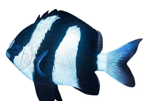 Three Stripe Damsel